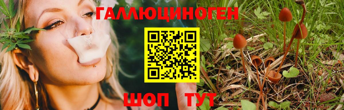 Псилоцибиновые грибы Psilocybine cubensis Бирск